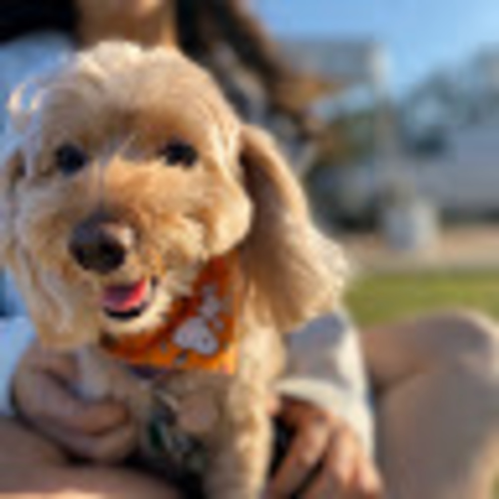 Meet your Posher, Sophie